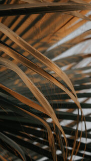 Florida Palm Wallpapers Free Download