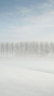 Foggy Forest Distance Snow Wallpapers Free Download For Mobile & Desktop