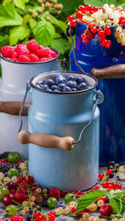 Forest Fruits Blueberries Wallpapers Free Download For Mobile & Desktop