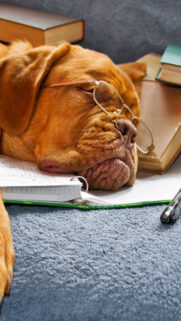 Funny Brown Dog With Glasses Android Wallpaper