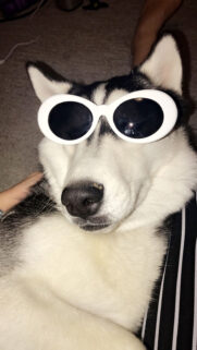 Funny Dog HD Wallpapers Free Download