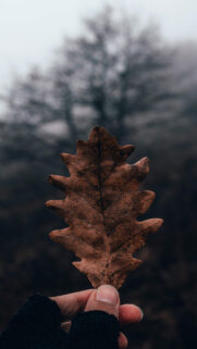 Leaf HD Wallpapers