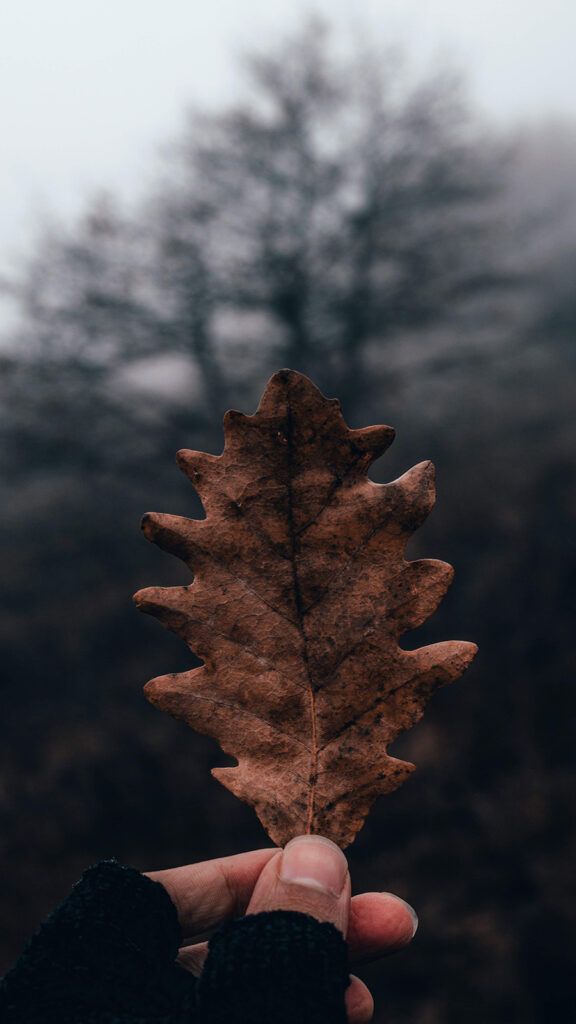 Previous