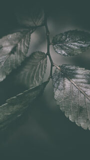 Leaf Macro View Wallpapers Free Download