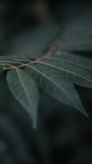 Leaf, Tree, HD Wallpapers Free Download