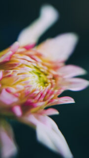 Macro Flower HD Wallpapers Free Download