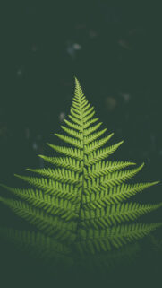 Macro Leaf HD Wallpapers Free Download