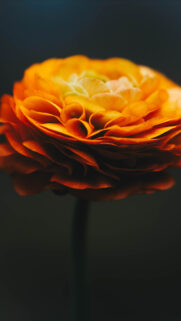 Macro Orange Flower Free Download