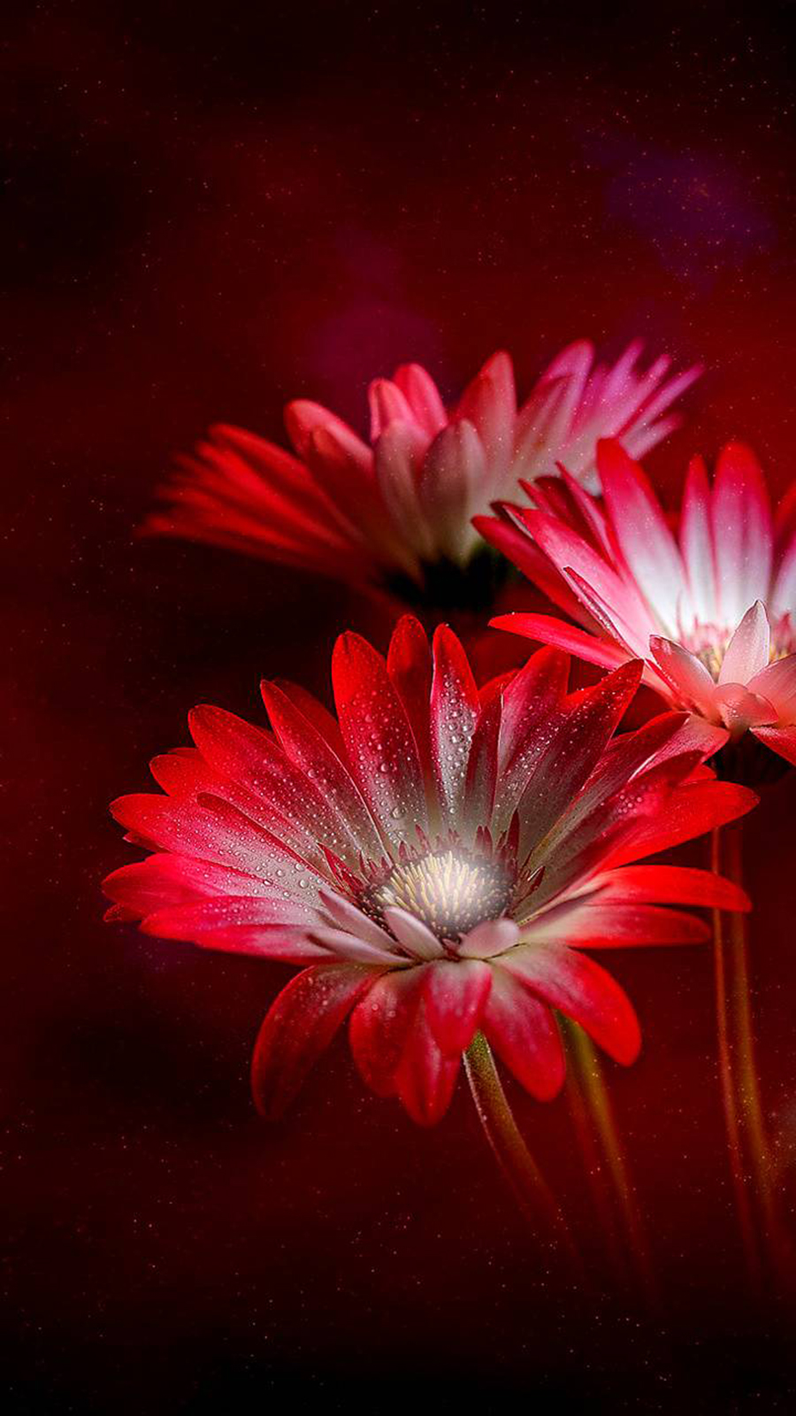 Red Flowers Wallpapers Free Download For Your Device