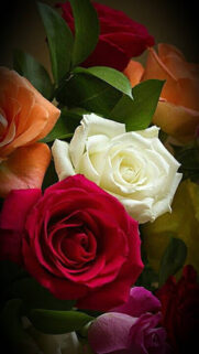 Red Roses Wallpapers Free Download For Your Device