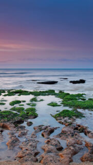 Reefs, Moss, Sea, Rain, Algae Full HD Wallpapers Now Download