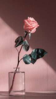 Rose, Nature Free Wallpapers Now Download