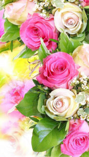 Roses Free Wallpapers Now Download