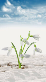 Sad Flowers Wallpapers Free Download For Your Device