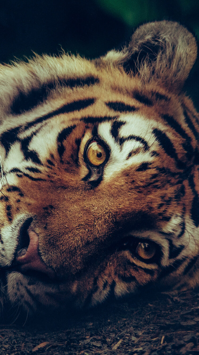 zooming-background