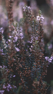 Samsung Galaxy S10Plus Wallpapers – Samsung Wallpaper