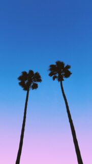 Sky, Palm, Nature HD Wallpapers Free Download