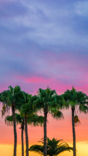 Sky, Sunset, Plam 4K HD Wallpapers Free Downoad