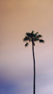 Slim Palm Wallpapers Free Download Phone & Desktop