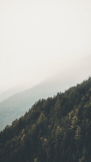 Trees Wallpapers Free Download