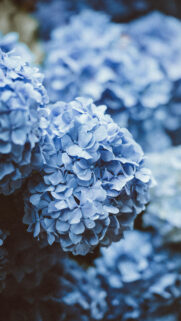 Wallpapers For Samsung Phone