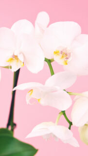 White Flower Wallpapers Free Download Phone & Desktop