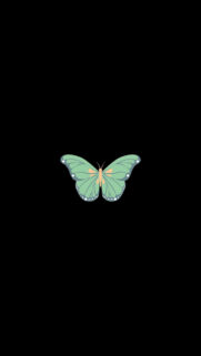 Butterfly icon Wallpapers Free Download