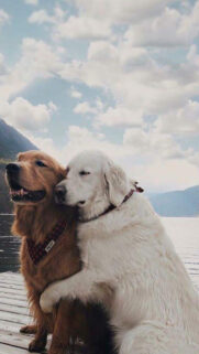Doge Love Wallpapers Free Download