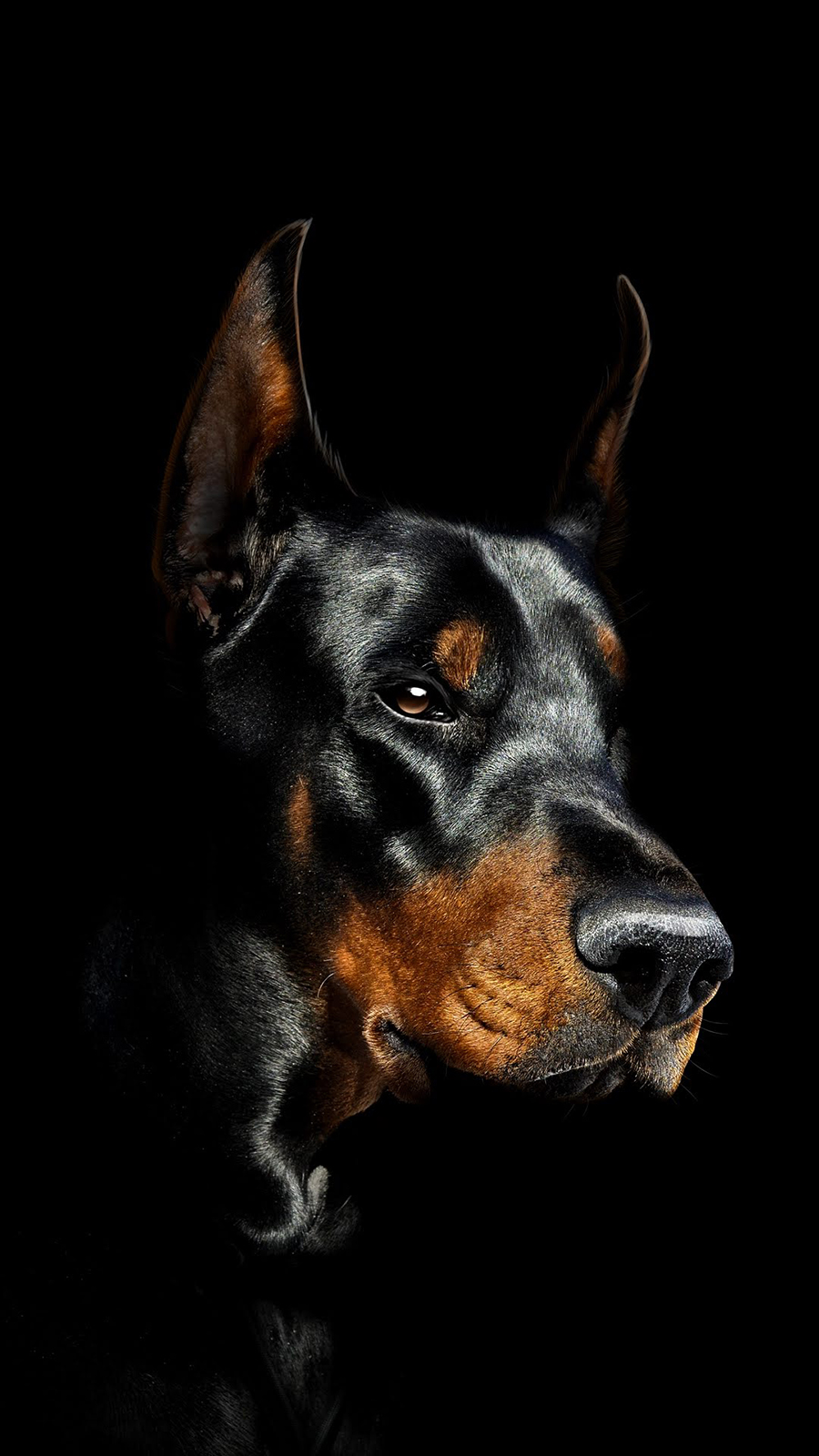 Premium Photo  Portrait of doberman dog on black background studio