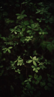 Great Apple iPhone Wallpapers Free Download