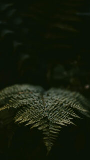 Natura & Black Wallpapers Free Download