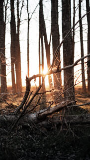Nature & Forest Wallpapers Download