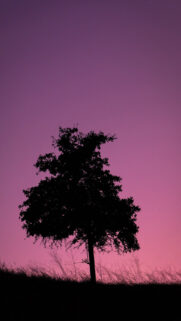 Nature HD Wallpapers For Apple Device