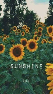 Sunshine Wallpapers Free Download