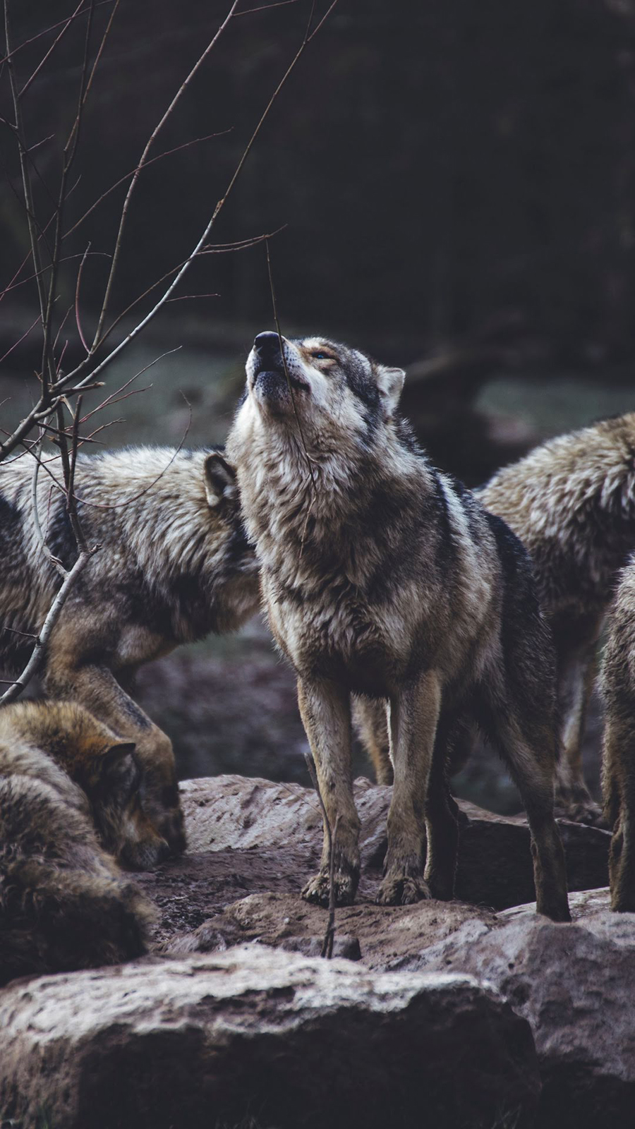 Wolf Team Full HD Wallpapers Free Download