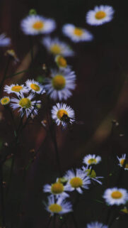 Yellow Flowers Macro Wallpapers Free Download