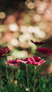 iPhone Nature Wallpapers Free Download