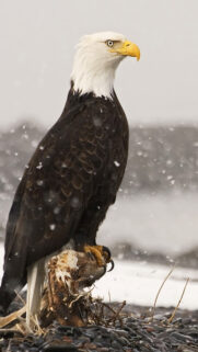 American Bald Eagle HD Wallpapers Free Download