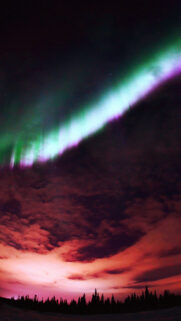 Aurora Purple Sky & Forest Wallpapers Free Download
