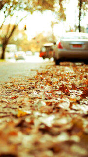 Autumn Fallen Leaves Wallpapers Free Download
