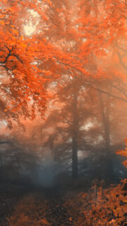 Autumn Forest Trees Wallpapers Free Download