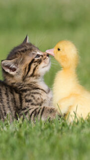 Baby Kitten & Duck Wallpapers Free Download