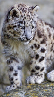 Baby White Leopard Wallpapers Free Download