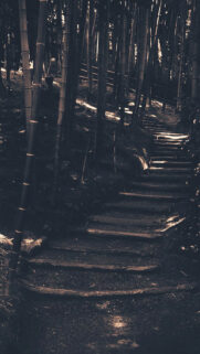 Bamboo Forest Wallpapers Free Download