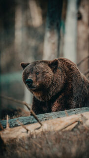 Bear HD Wallpapers Free Download