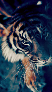 Bengal Tiger Full HD Wallpapers Download