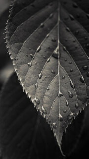 Black And White Closeup Leaf Dew Drops Android Wallpaper