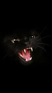 Black Cat Full HD Wallpapers Download