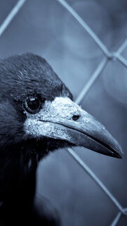 Black Crow Full HD Wallpapers Download
