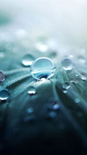 Blue Dew Drops Full HD Wallpapers Download